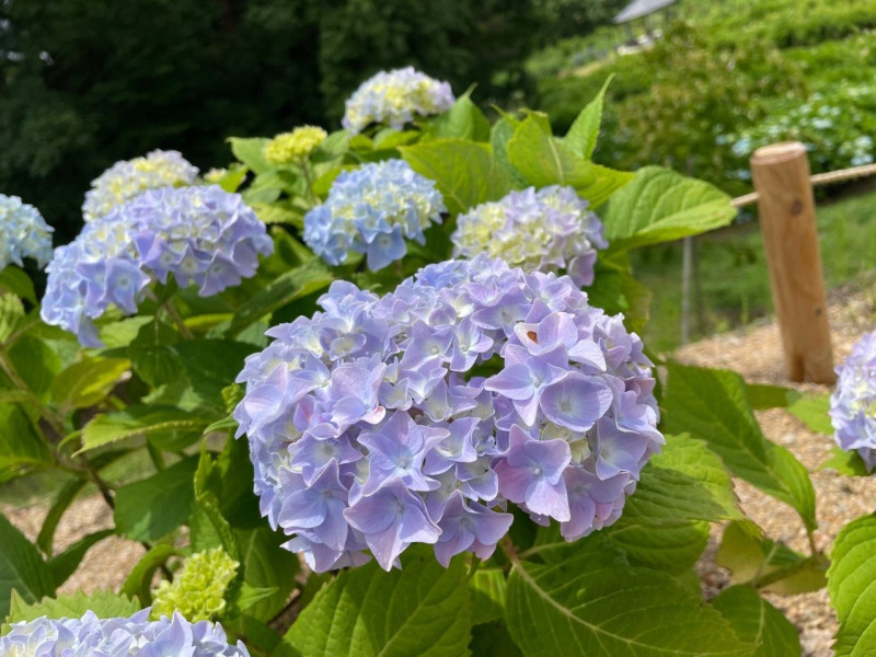 まきの写メ
